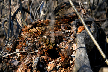 Fototapeta premium Old stump in the forest.
