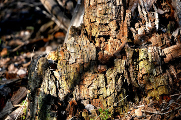 Old stump in the forest.