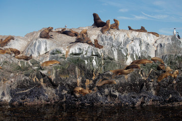 Argentinian seals 