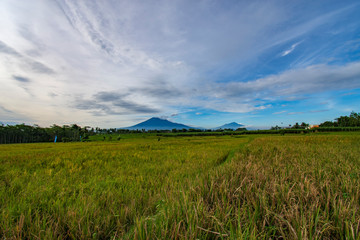 View of farmers planting rice in the morning Jawa Indonesia  3 april 2019