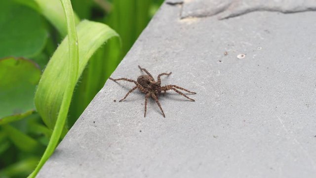 A Small Wolf Spider on Slate Stone, Pardose sp