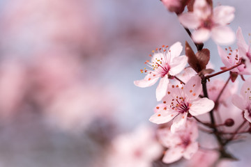 branch with cherry blossoms in detail and blurred background