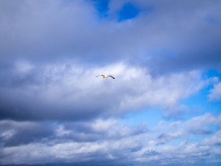 Sea gull flying in the blue clouded sky, copy space