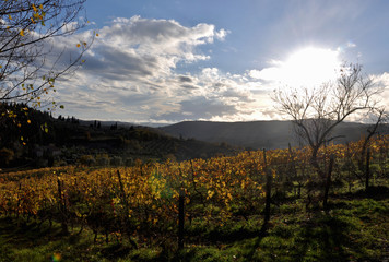 Tuscany wineyard landscape