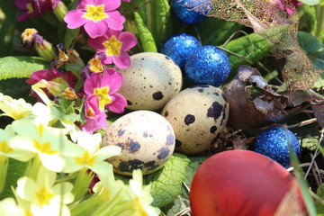 Colorful Easter eggs in grass with primrose and wild herbs