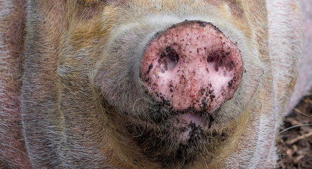 11785_Closer_look_of_the_mouth_of_the_pig.jpg