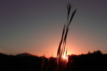 sunset over wheat field