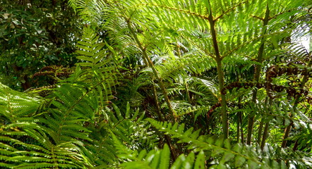 Obraz premium 11949_Fern_plants_found_inside_the_garden.jpg