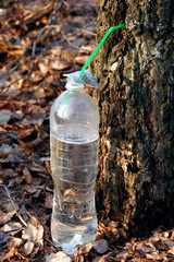 Spring sunny day. There was a desire to drink delicious birch sap. Drilling a small hole, we took a lively drink.