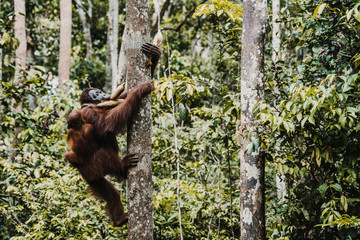 .Images of orangutans in freedom on the island of Borneo, Indonesia. Imposing animal with brown fur feeding among the tall trees. Travel photography