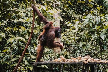 .Images of orangutans in freedom on the island of Borneo, Indonesia. Imposing animal with brown fur feeding among the tall trees. Travel photography