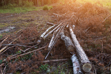 Forest Destruction. Deforestation, timber. Ecology problem concept