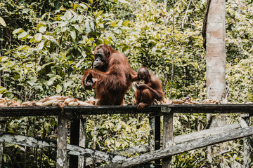 .Images of orangutans in freedom on the island of Borneo, Indonesia. Imposing animal with brown fur feeding among the tall trees. Travel photography