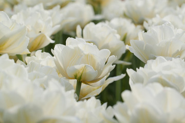 white tender tulips in summer field