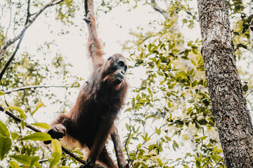 .Images of orangutans in freedom on the island of Borneo, Indonesia. Imposing animal with brown fur feeding among the tall trees. Travel photography