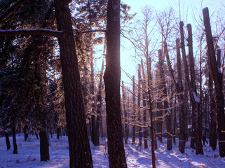 trees in the Park in winter on a clear day, Moscow.
