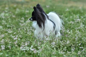 Portrait of a purebred Papillon dog in the grass