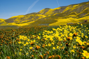 Super bloom at Carrizo Plain National Monument in California. Hillside daisies, goldfields and fiddlenecks wildflowers in foreground