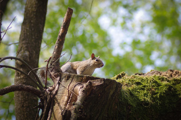 Scoiattolo su albero
