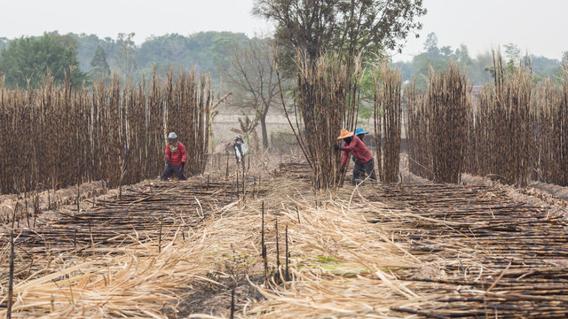 Farmers are cutting cane caused by fire