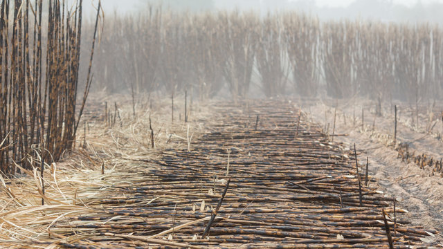 Farmers are cutting cane caused by fire