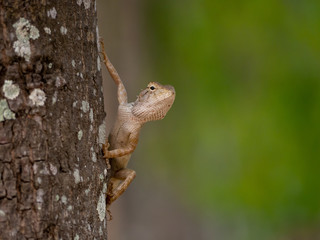 Brown-headed Lizard is a species of Chameleon native of Thailand in Asia. Chameleon lying on the sidewalk. chameleon looking into lens with one eye.Changeable Lizard, Red-headed Lizard - Image