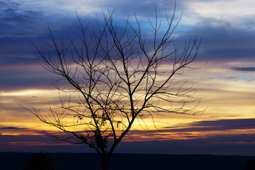 Tree silhouette with cloudy sky during sunset