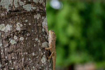 Brown-headed Lizard is a species of Chameleon native of Thailand in Asia. Chameleon lying on the sidewalk. chameleon looking into lens with one eye.Changeable Lizard, Red-headed Lizard - Image