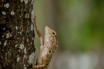 Brown-headed Lizard is a species of Chameleon native of Thailand in Asia. Chameleon lying on the sidewalk. chameleon looking into lens with one eye.Changeable Lizard, Red-headed Lizard - Image