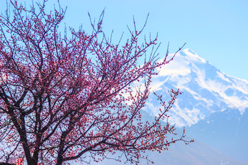 peach, apricot, cherry, sakura blooms in spring against a snow-capped mountain top, fruit tree flowers, a blooming garden