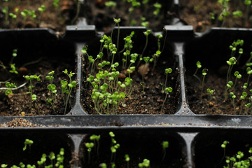 Seedlings of vegetables in early spring.
