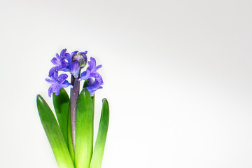 hyacinth with green leaves on a light background