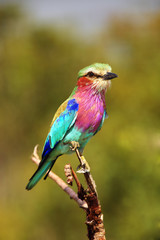 The lilac-breasted roller (Coracias caudatus) sitting on the branch.Lilac colored bird with green background.A typical African bird predator sitting on a thin branch, image of an African safari.