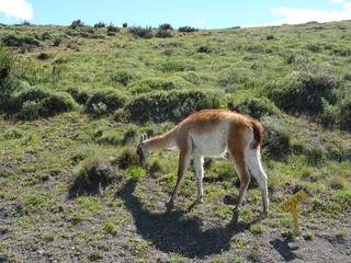 Guanaco