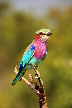 The lilac-breasted roller (Coracias caudatus) sitting on the branch.Lilac colored bird with green background.A typical African bird predator sitting on a thin branch, image of an African safari.