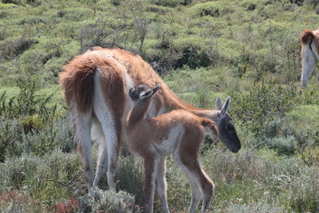 Guanaco