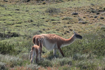 Guanaco