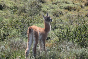 Guanaco
