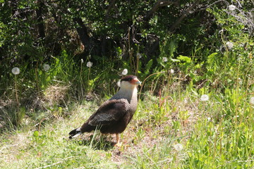 Aigle