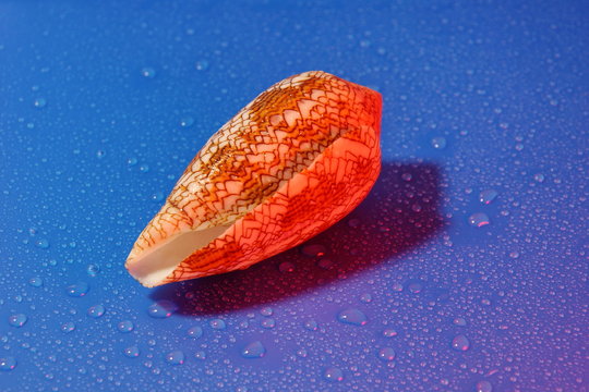 conus textile seashell poisonous clam  blue water drop background