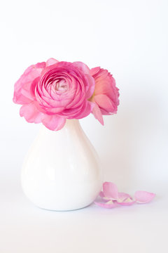 Rosa Ranunkeln (Frühlingsblumen)