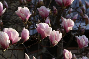 Obraz premium Blooming tree - beautiful blossomed magnolia branch in spring