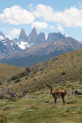 Obraz premium Guanaco