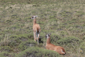 Guanaco