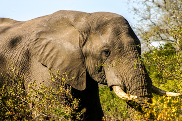 Fototapeta na wymiar African Elephant In The Wild In A National Park Game Reserve