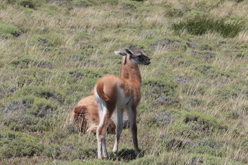 Guanaco