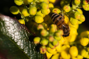 Biene auf gelber Blume