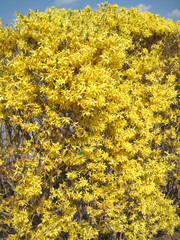 Forsythie