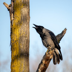 black crow screaming on tree