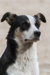 Portrait of black and white stray dog on the street.